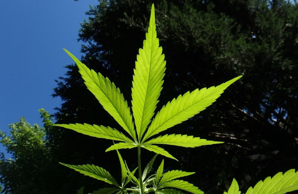 Незаконное выращивание марихуаны