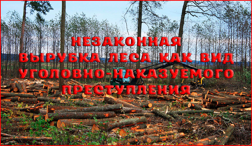 Уголовная ответственность за незаконную вырубку леса